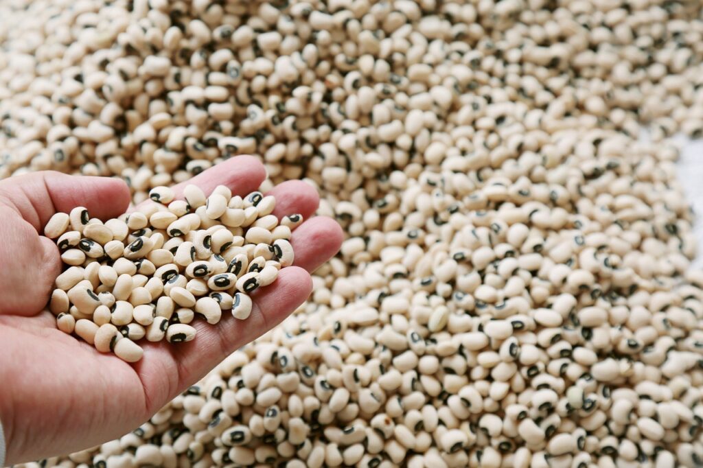seeds, legume, agro, fabaceae, variety, agro, agro, agro, agro, agro