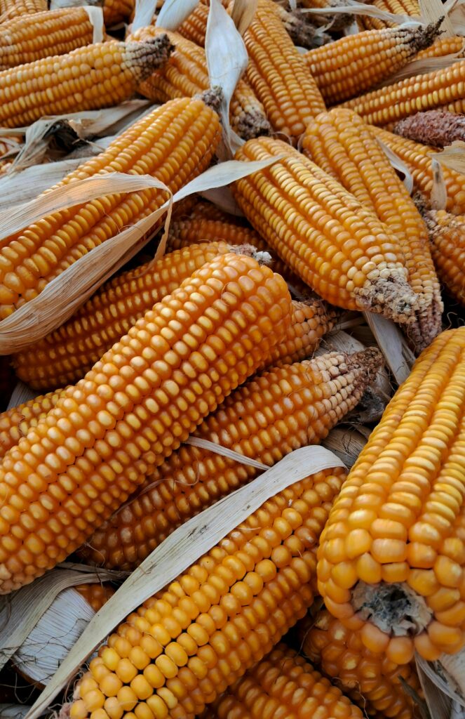 pexels photo 23882450 23882450 Freshly harvested corn cobs showcasing abundance in Sonaili, India.